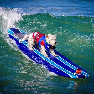 Fundraising Page: SurfDog Tristan
